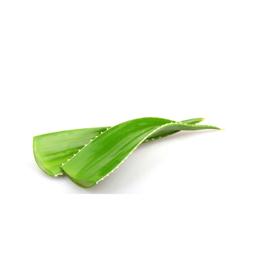 Hoja de sábila agroecológico