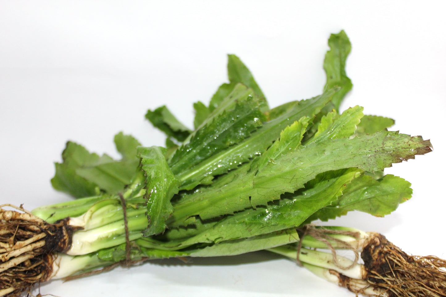 Culantro de Coyote agroecológico