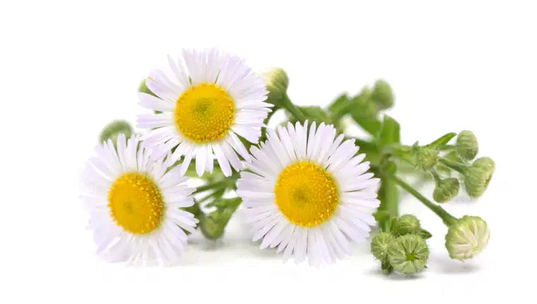 Manzanilla orgánico