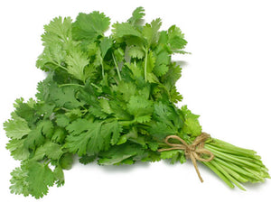 Culantro de castilla